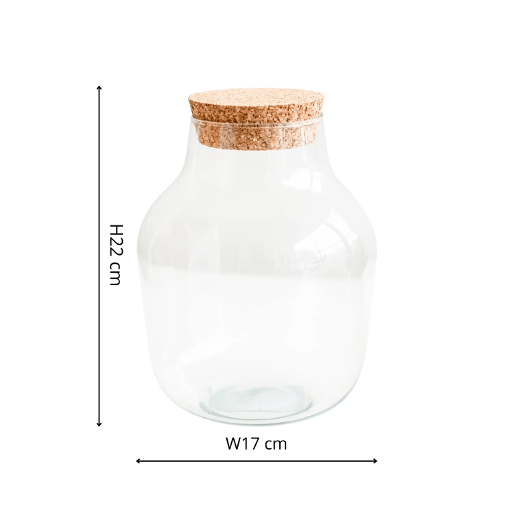 Angluar Glass Small Terrarium DIY Kit