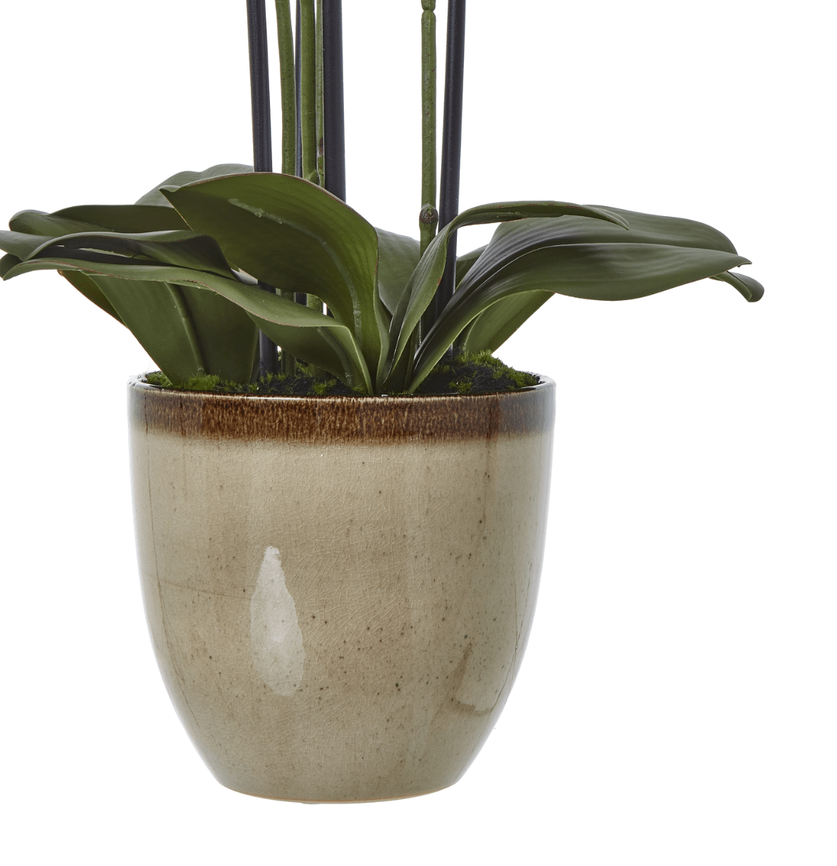 Extra Large Artificial Green Orchid In Ceramic Pot