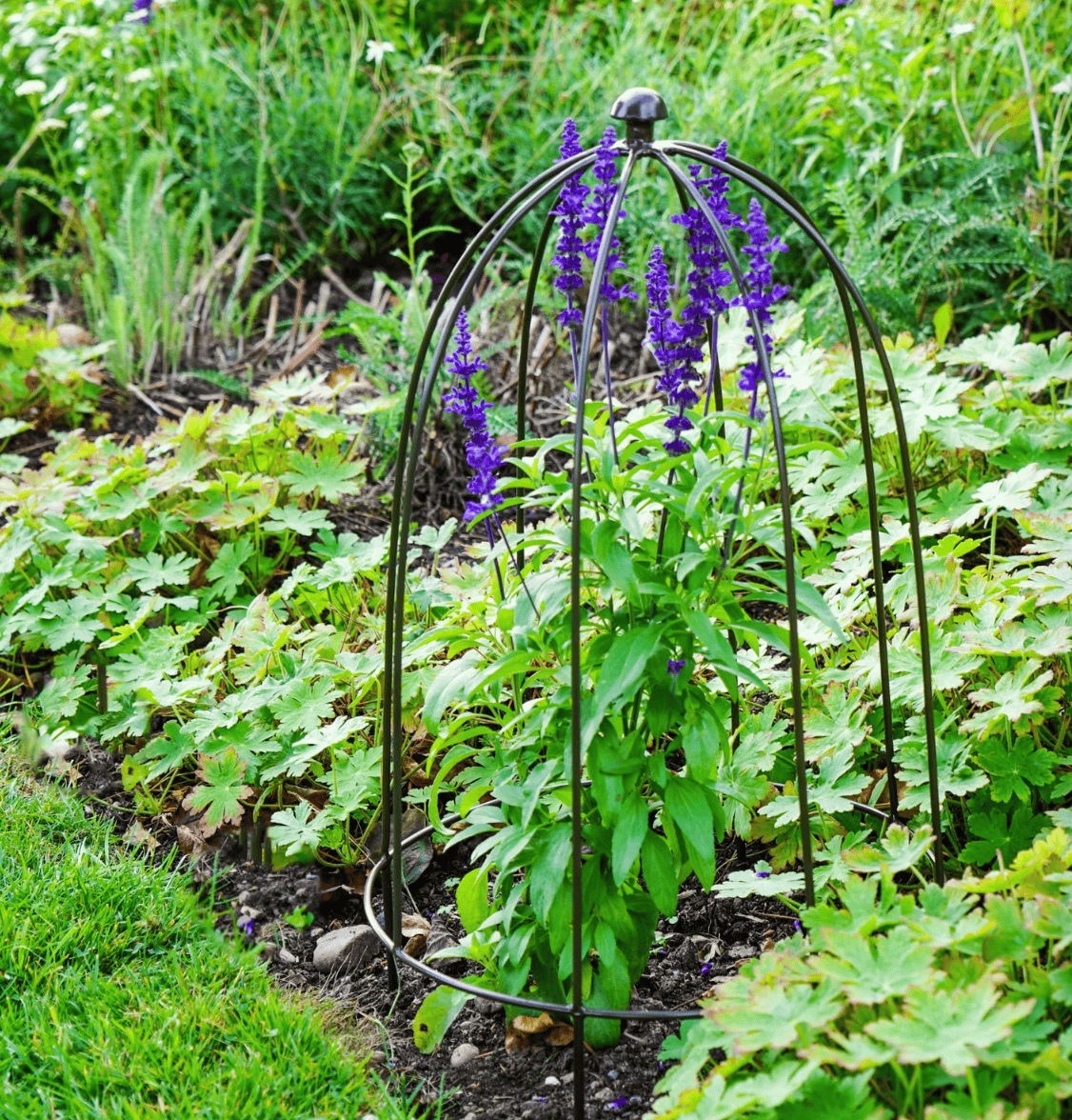Metal garden arch with purple flowers in a garden setting