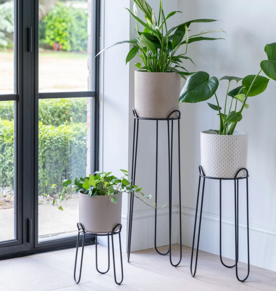Three potted houseplants displayed on black metal plant stands in a bright indoor room with a large window and light wood floor.