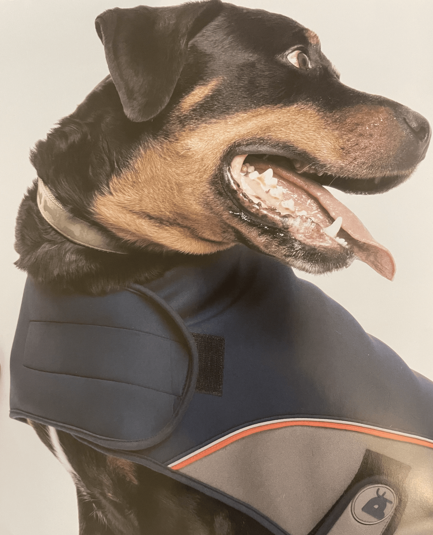 Petface Outdoor Paws Neoprene Dog Coat worn by a dog
