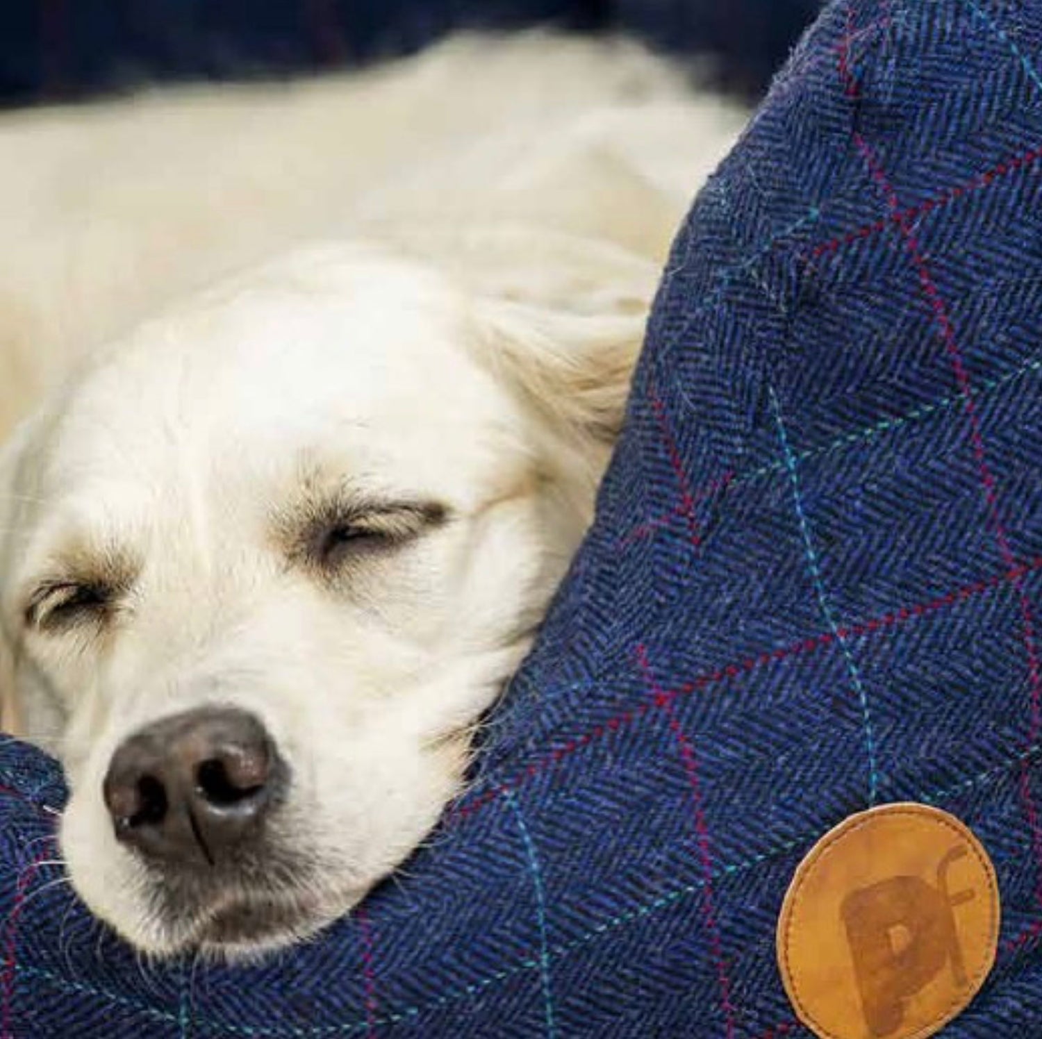 Petface Pet Supplies | Turquoise Living