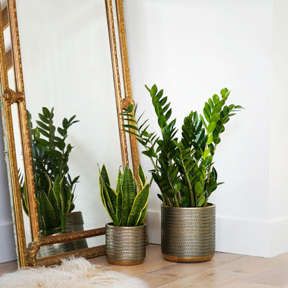 Solis Embossed Planter by Ivyline