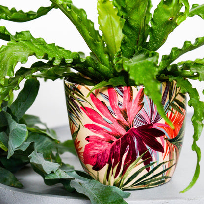 Monza Ceramic Planter by Ivyline tropical fuchsia