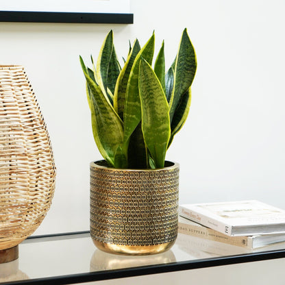 Solis Embossed Planter by Ivyline 24cm
