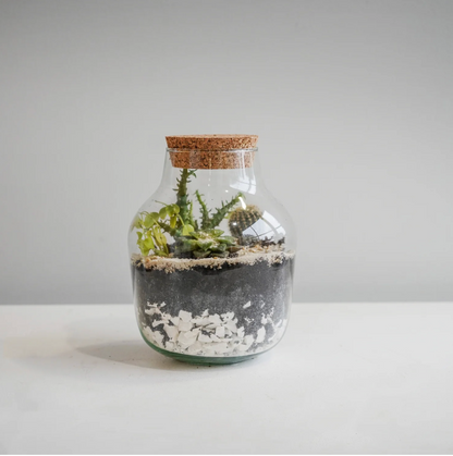 Angluar Glass Small Terrarium DIY Kit