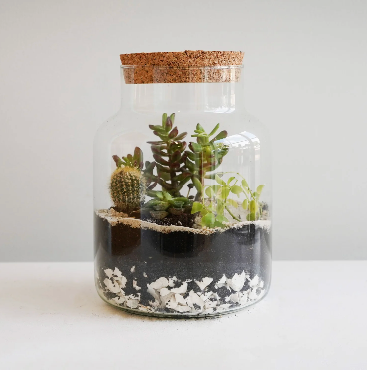 Bottle Shape Large Terrarium DIY Kit