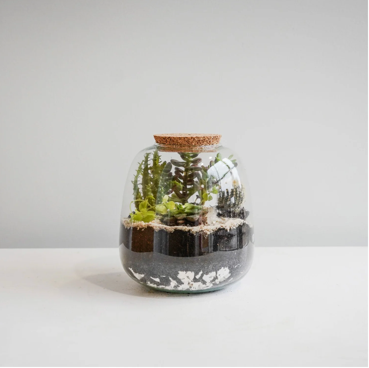 Bowl Shape Terrarium DIY Kit