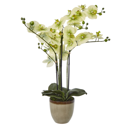 Extra Large Green Orchid In Ceramic Pot