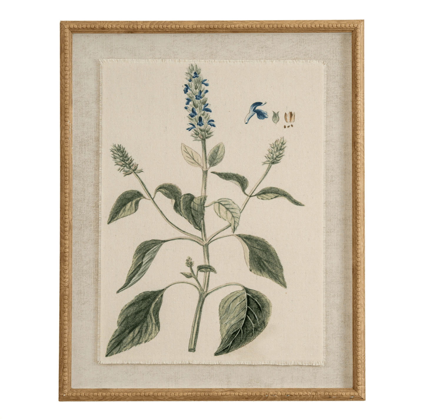Framed botanical illustration of a plant with leaves and flowers on a beige background