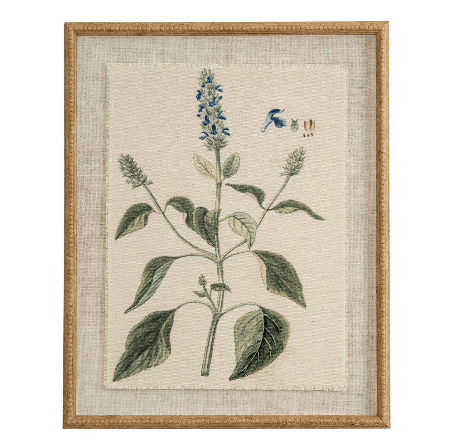 Framed botanical illustration of a plant with leaves and flowers on a beige background