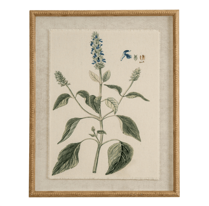 Framed botanical illustration of a plant with leaves and flowers on a beige background