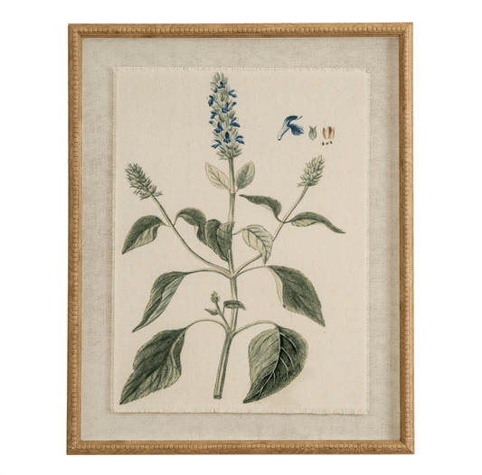 Framed botanical illustration of a plant with leaves and flowers on a beige background