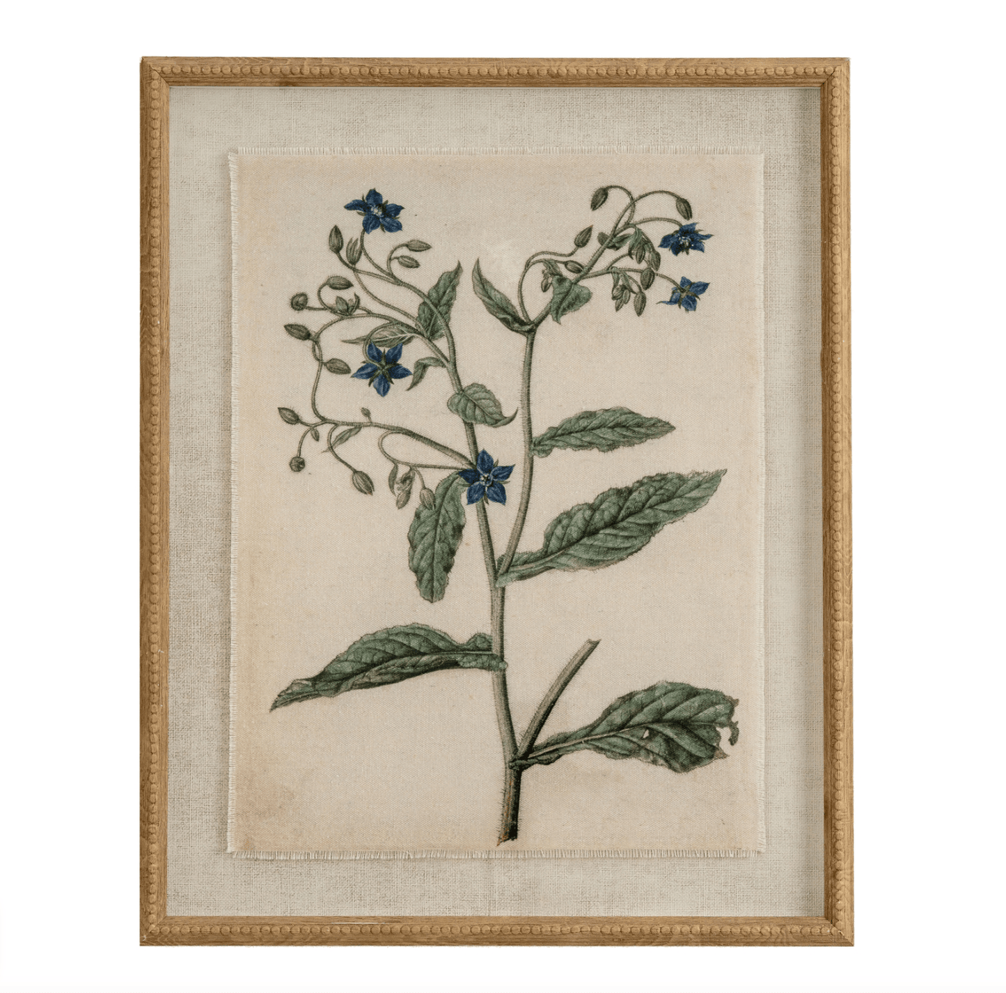 Framed botanical illustration of a plant with blue flowers on a beige background