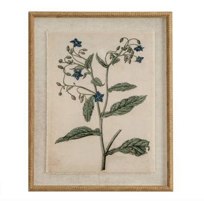 Framed botanical illustration of a plant with blue flowers on a beige background