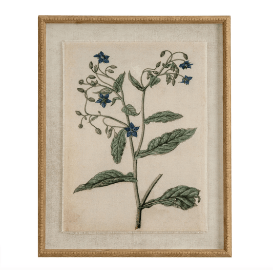 Framed botanical illustration of a plant with blue flowers on a beige background