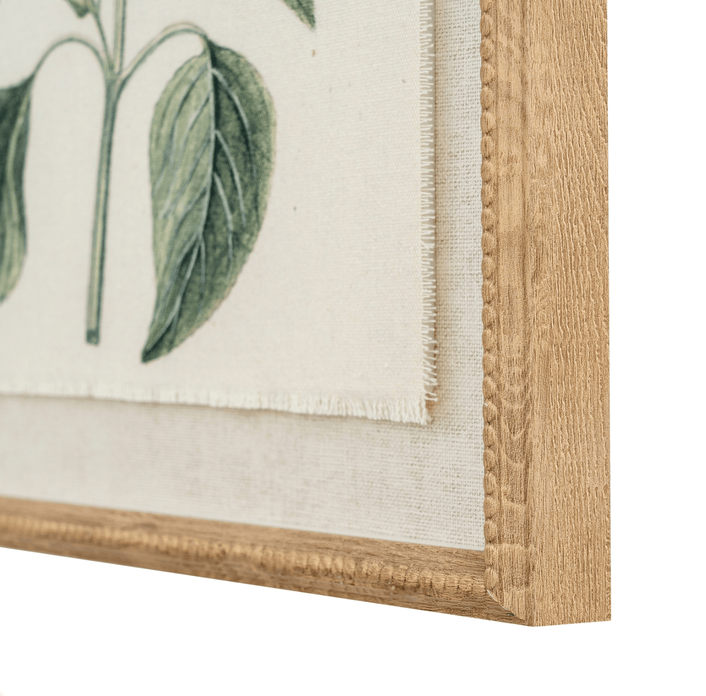 Framed botanical illustration with green leaves on a white background