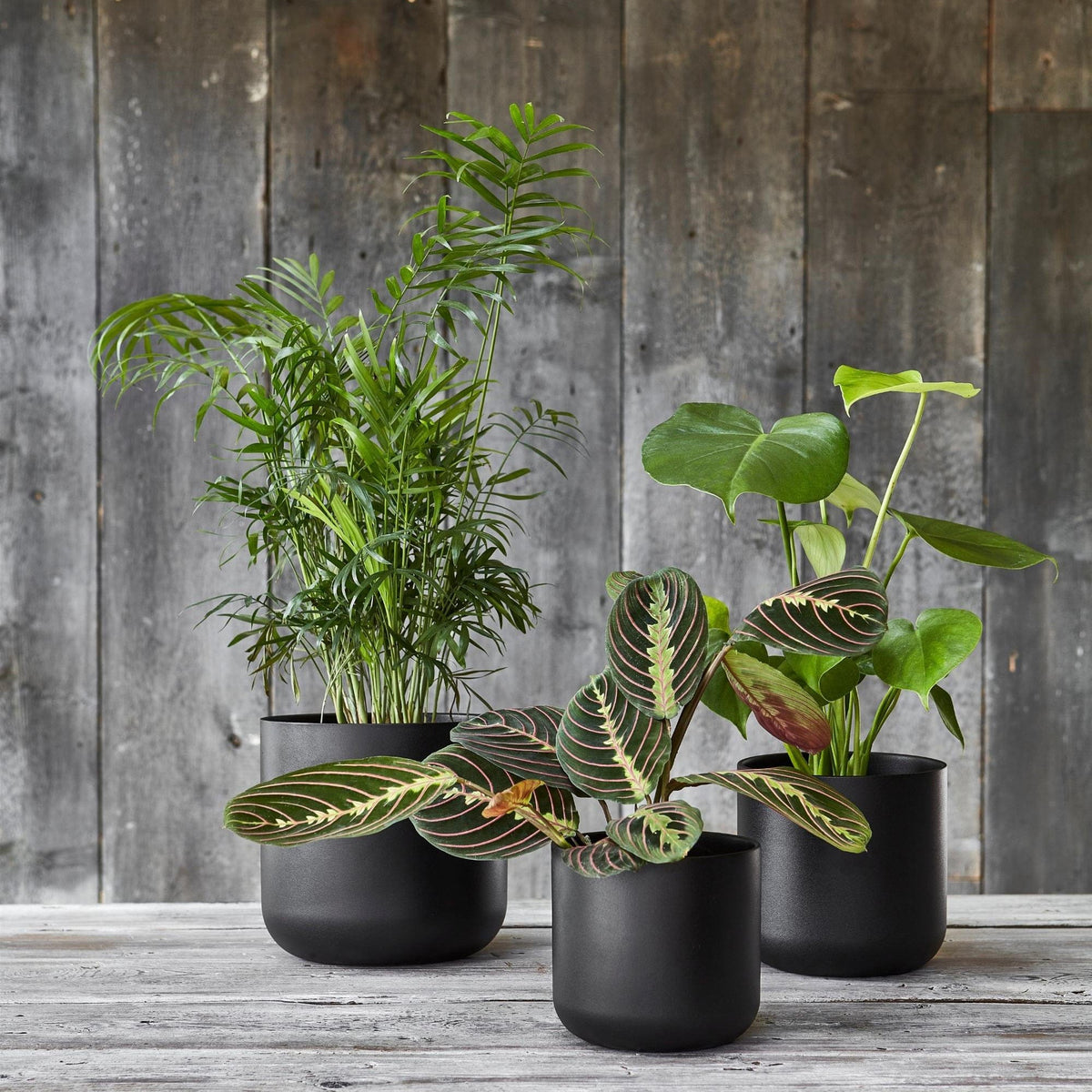 Ivyline Lisbon Planter carbon-black lifestyle