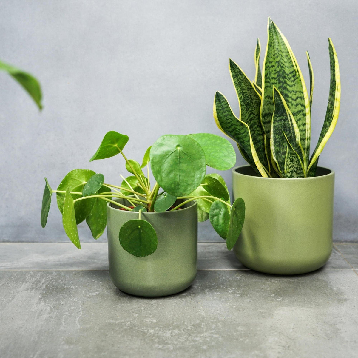 Ivyline Lisbon Planter olive lifestyle