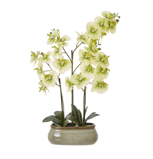 Large Green Orchid In Ceramic Pot