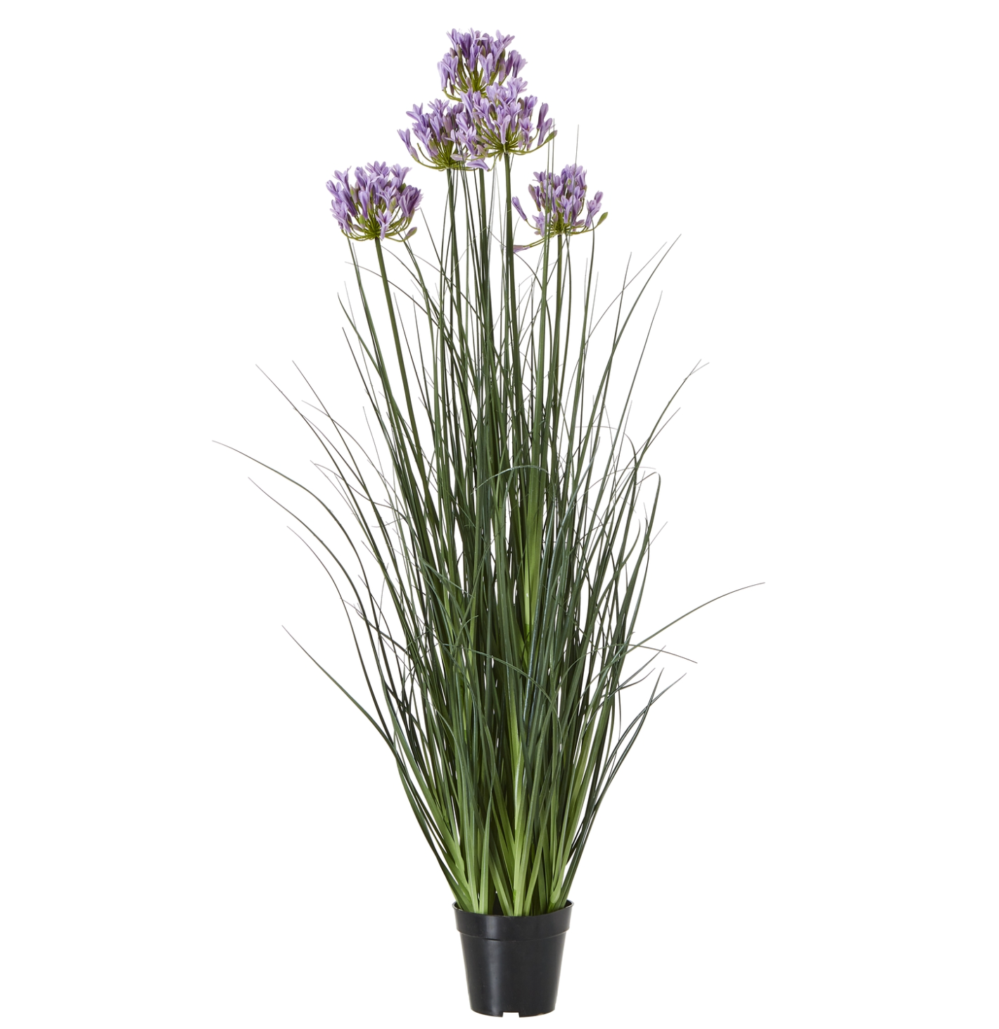 Large Purple Agapanthus Plant in Pot