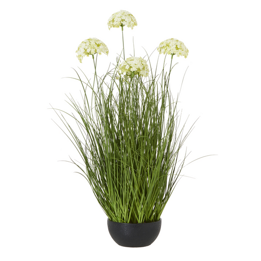 Large White Allium in Planter