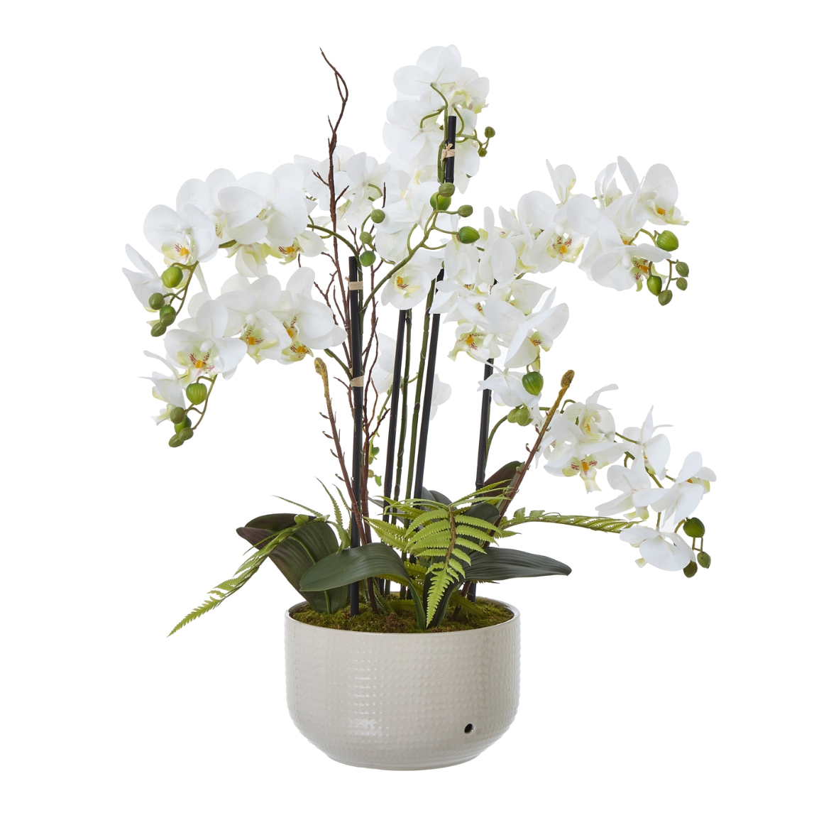 Large White Orchid In Ceramic Pot