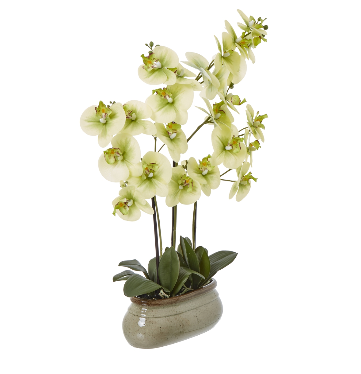 Large Green Orchid In Ceramic Pot