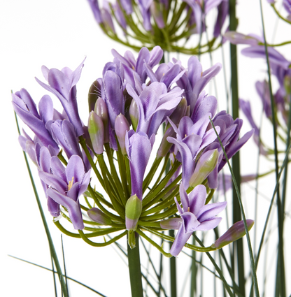 Large Purple Agapanthus Plant in Pot