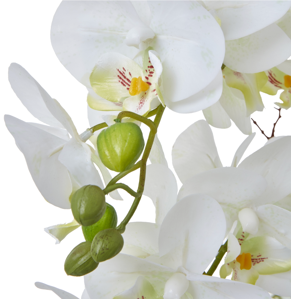 Large White Orchid In Ceramic Pot