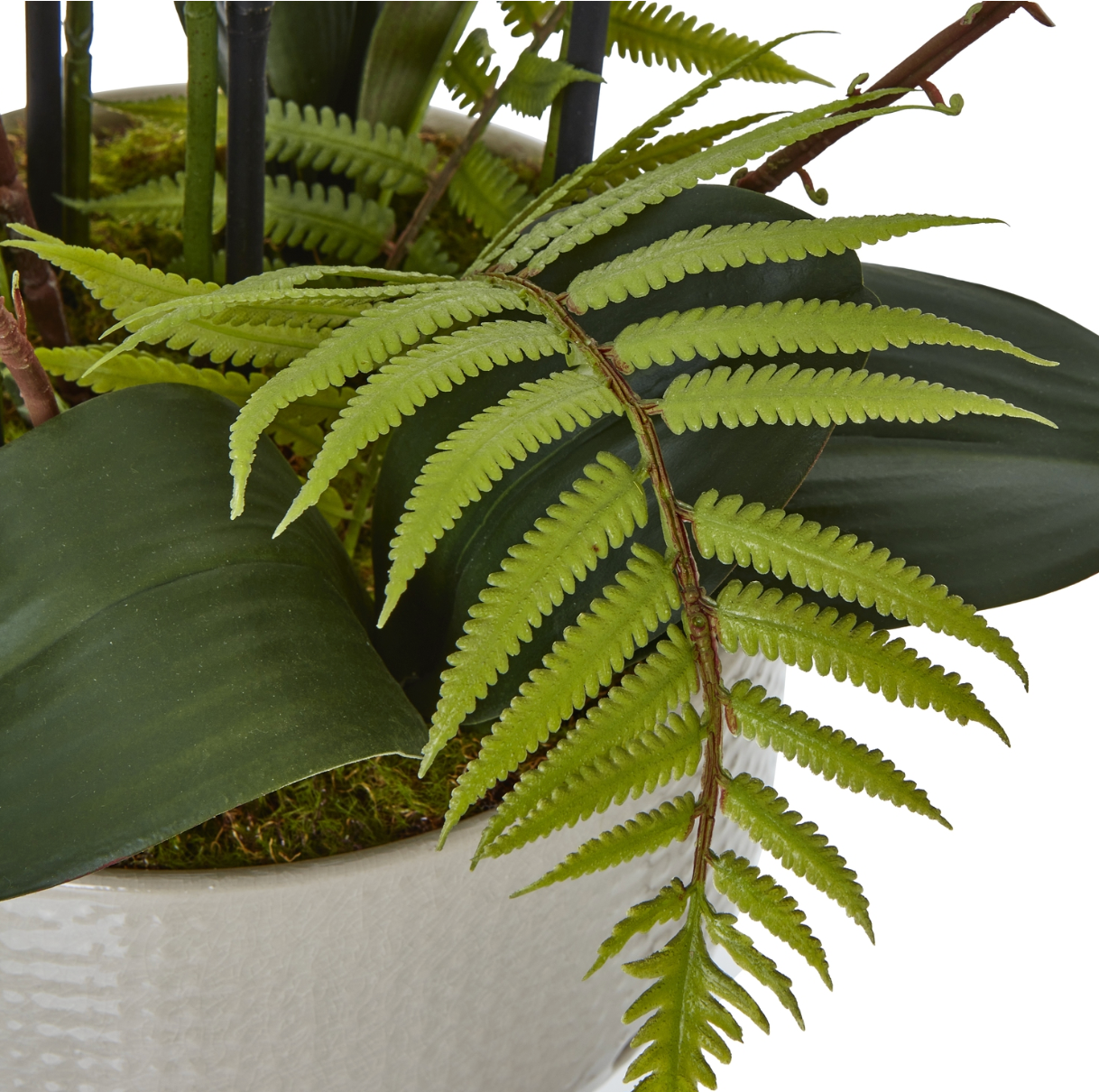 Large White Orchid In Ceramic Pot