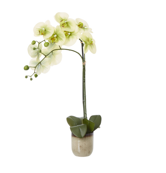 Medium Green Orchid In Ceramic Pot