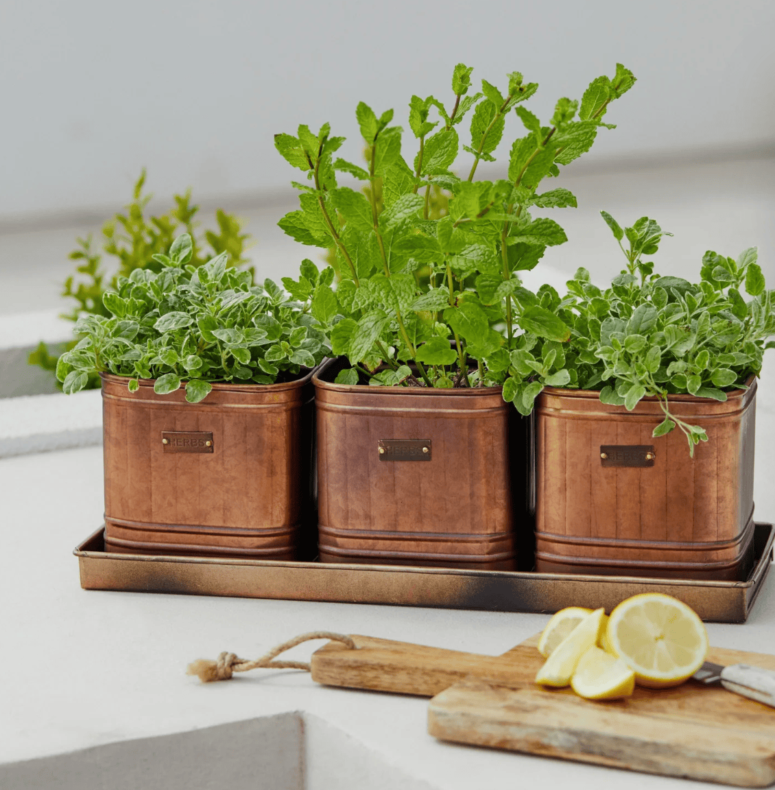 Three copper planters with green plants on a white surface, with lemons and a cutting board in the foreground.