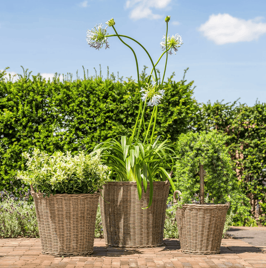 Three wicker planters with plants against a green hedge and blue sky