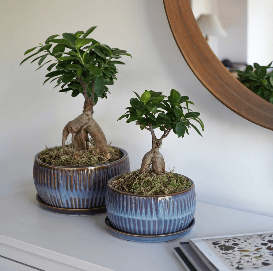 Two potted bonsai trees on a surface with a mirror in the background.