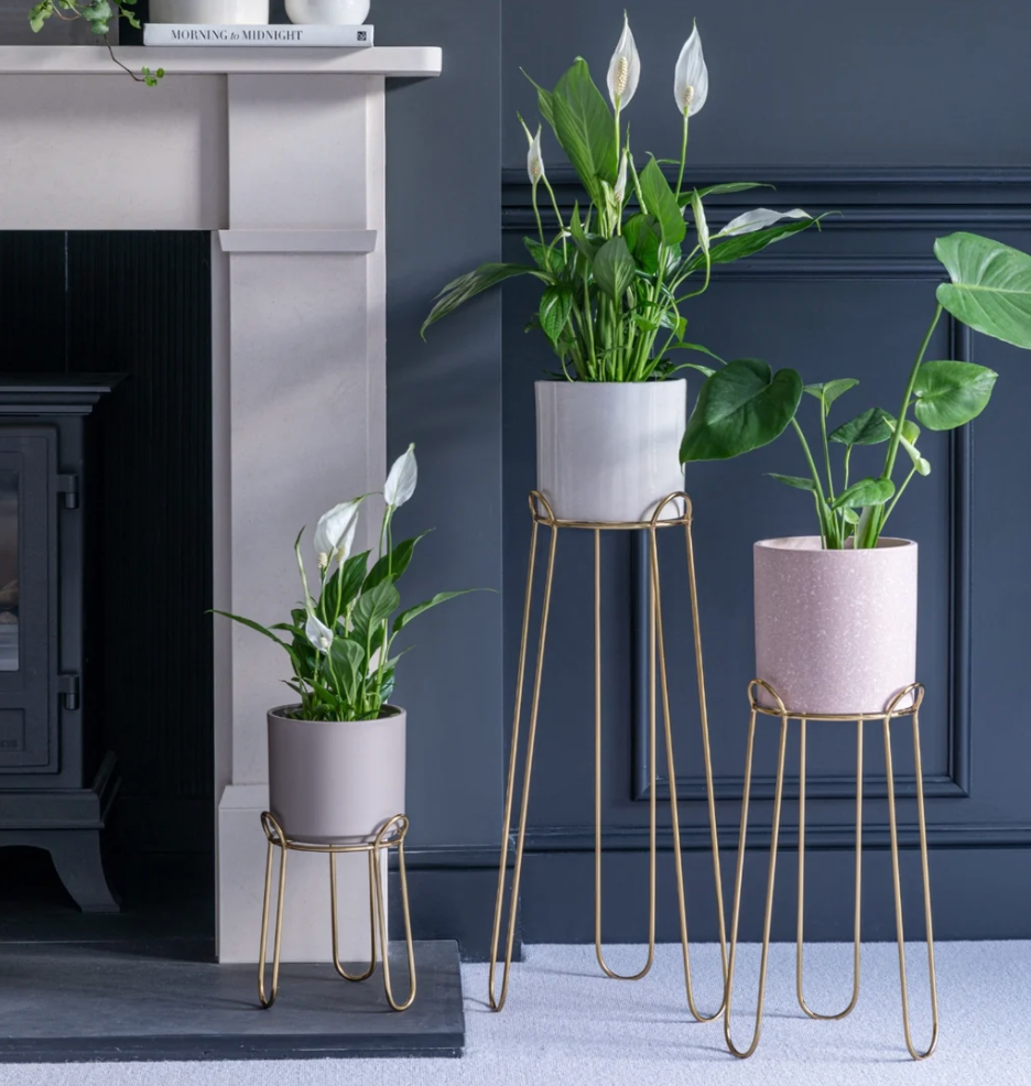 Three potted houseplants displayed on metal plant stands in front of a dark blue paneled wall and fireplace. The plants include white flowers and green foliage, housed in gray, pink, and white pots on gold wire stands.