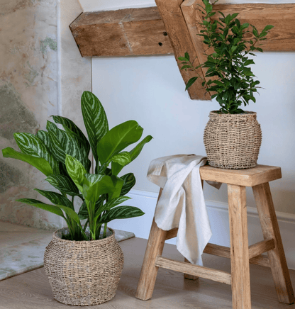 Two potted plants on a wooden stool and floor in a room with wooden beams.