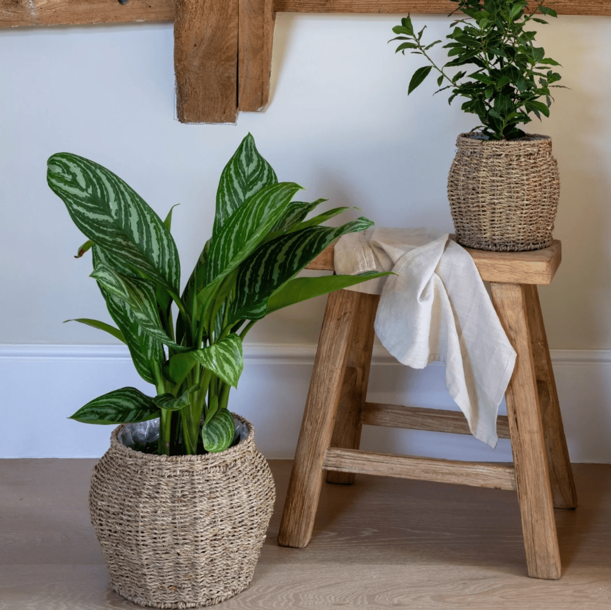 Two potted plants on a wooden stool against a white wall.