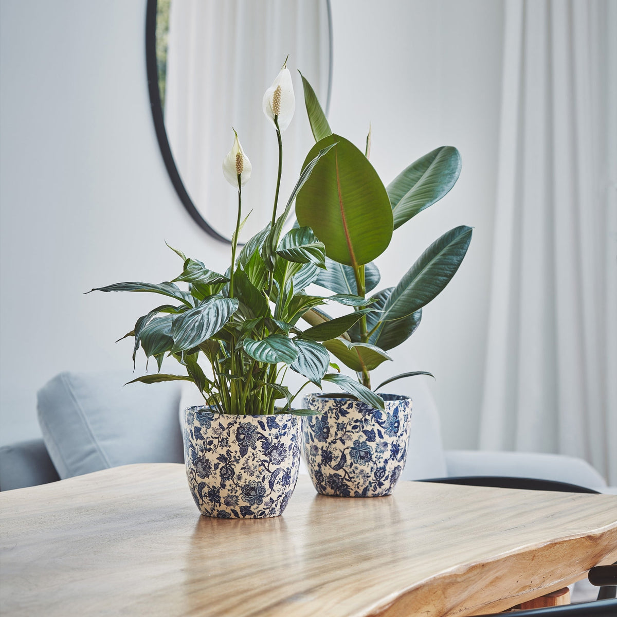 Monza Ceramic Planter by Ivyline