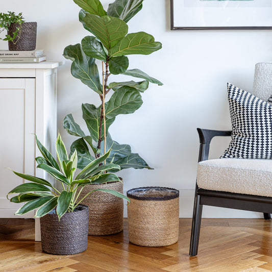 Theo Baskets by Ivyline lifestyle