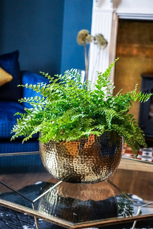 Ivyline Hammered Bowl Planter with stunning Gold & Black finish with plant
