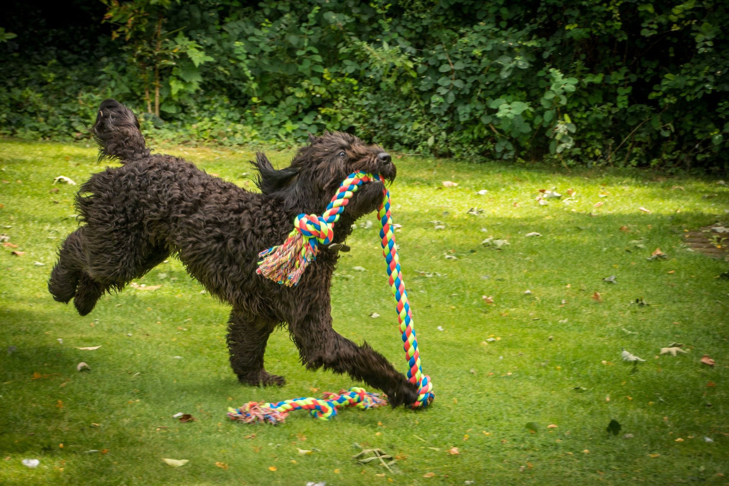 Petface Toyz Kingsize Colourful Dog Tugger With Dog Playing