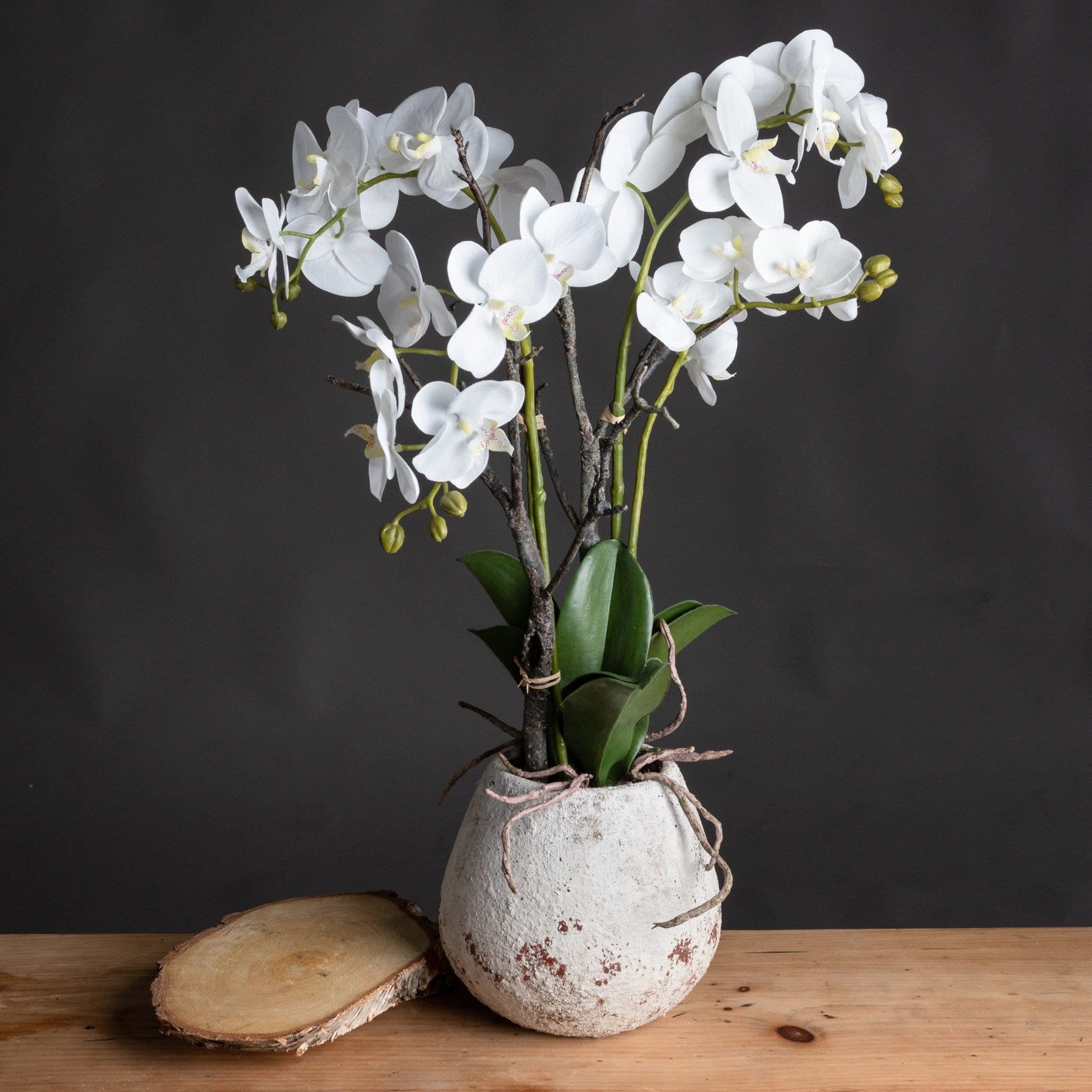 White wild orchid in stone pot